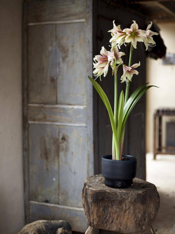 08_amaryllis_melusine