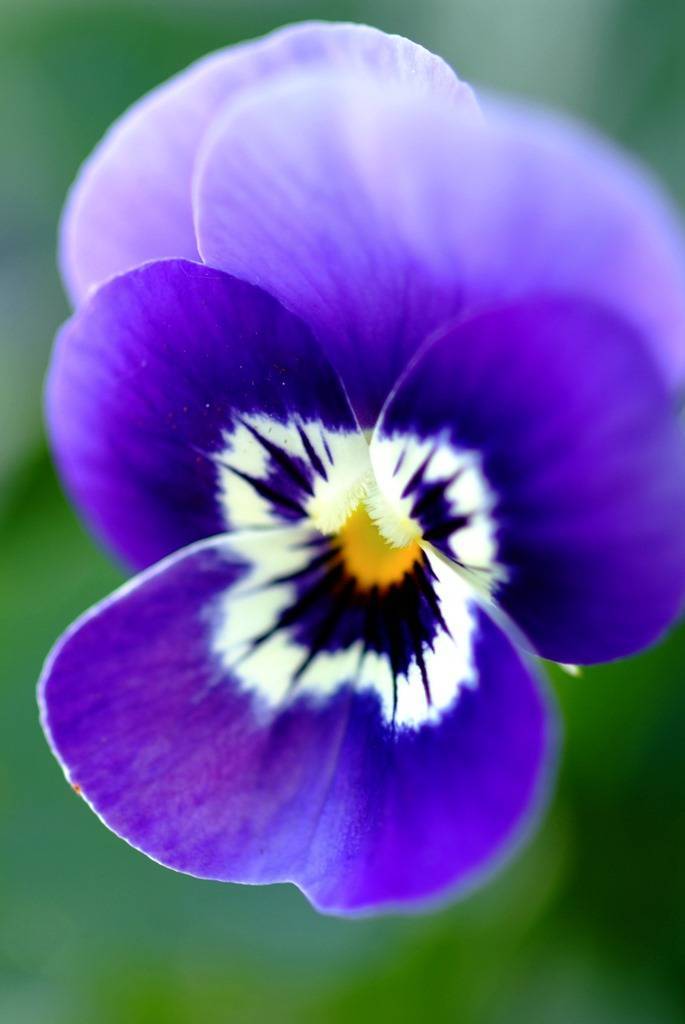 08_violen_WEB.original