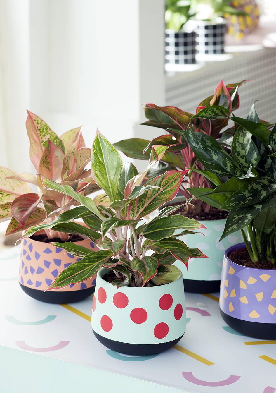 Aglaonema in een kleurrijk interieur