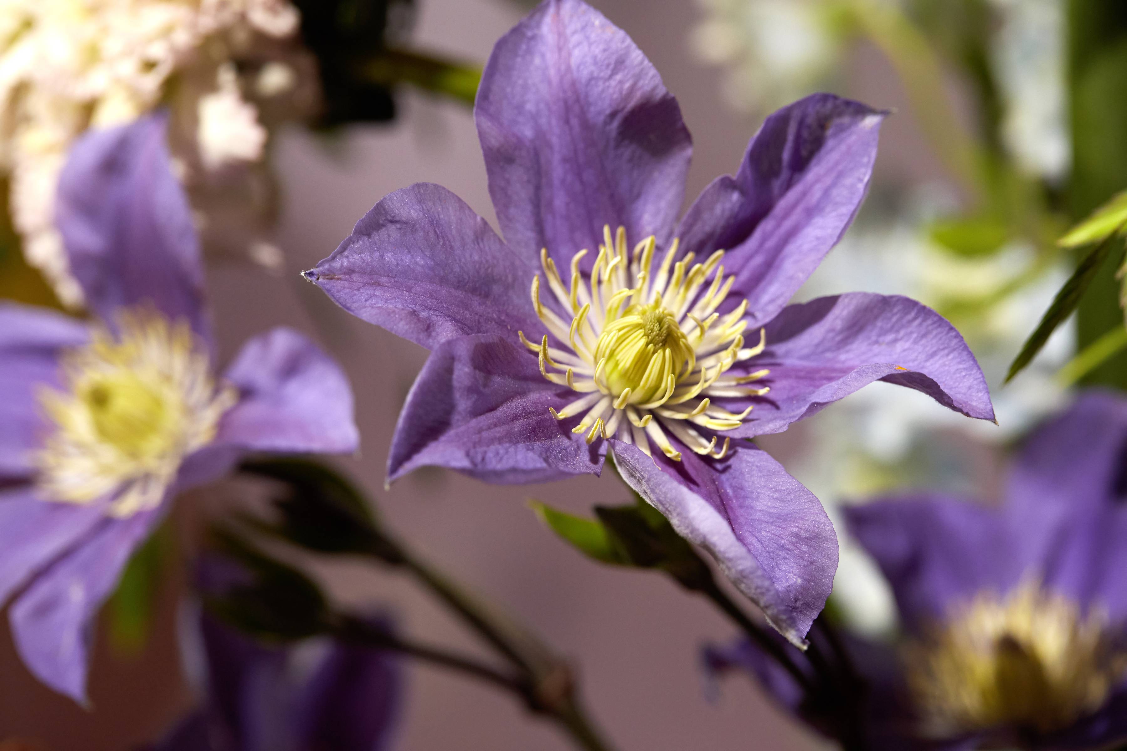 close up paarse clematis snijbloem