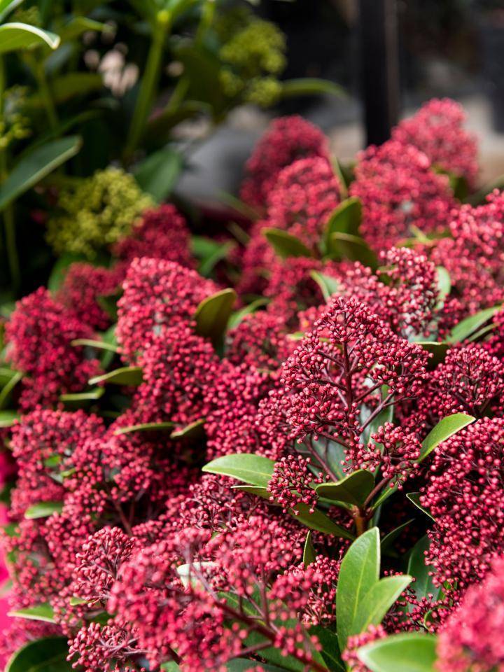 1_skimmia.original.original