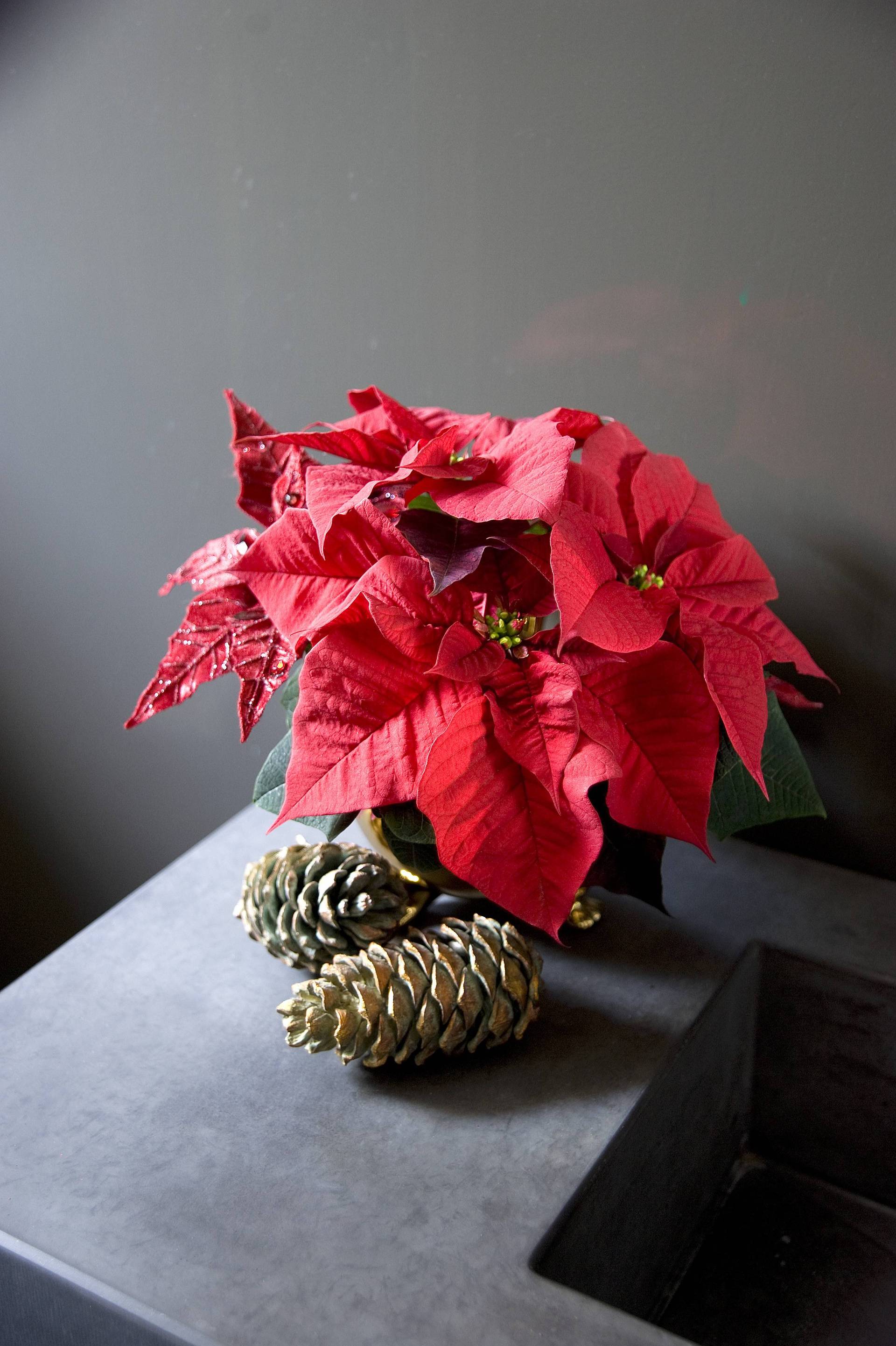 weihnachtsstern ausstecher Micro Ausstecher Weihnachtsstern Edelstahl rostfrei 25x10mm – Babsi's  Künstler- Bastelbedarf main image 1
