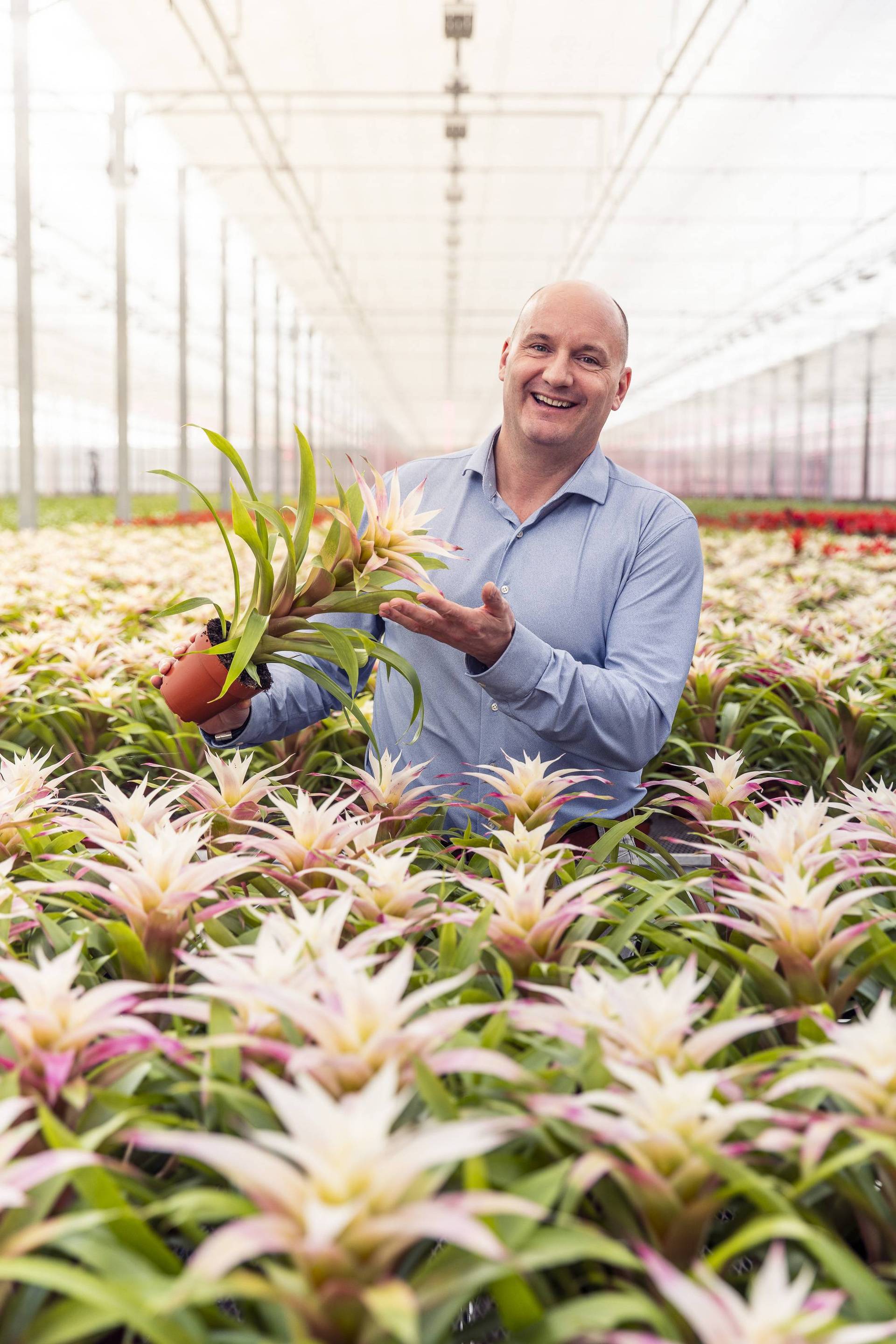 Bromelie - Plants & Flowers Foundation