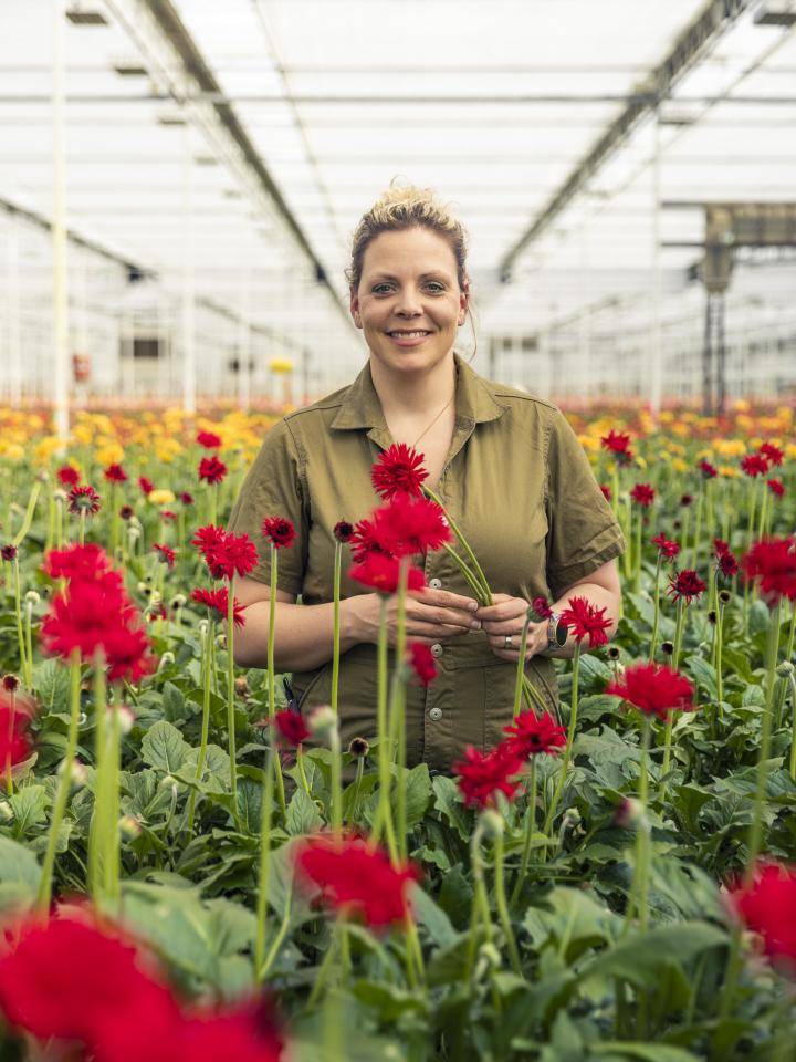 Joyce van LG FLowers met Gerbera in de kas