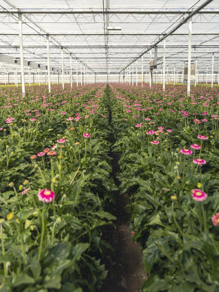 Overzichtfoto uit de kas met bloeiende gerbera's