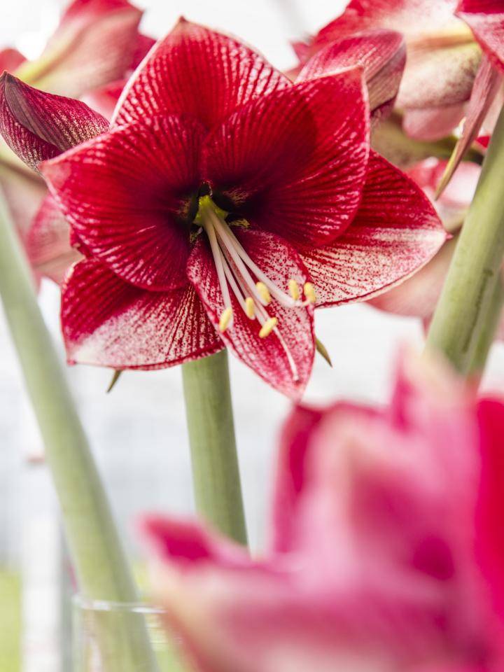 20231122-BBH-Marrewijk-Amaryllis-8549-Web_0