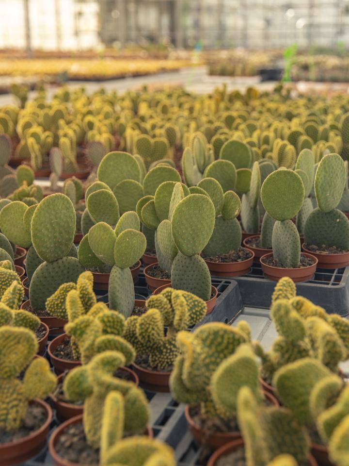 cactus kamerplant