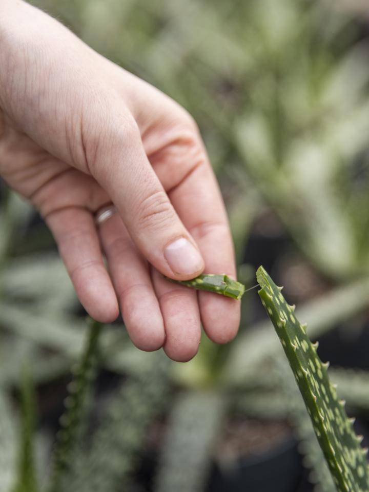 Aloe vera plant