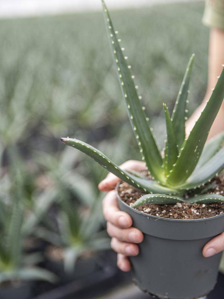 Aloe vera plant in een pot