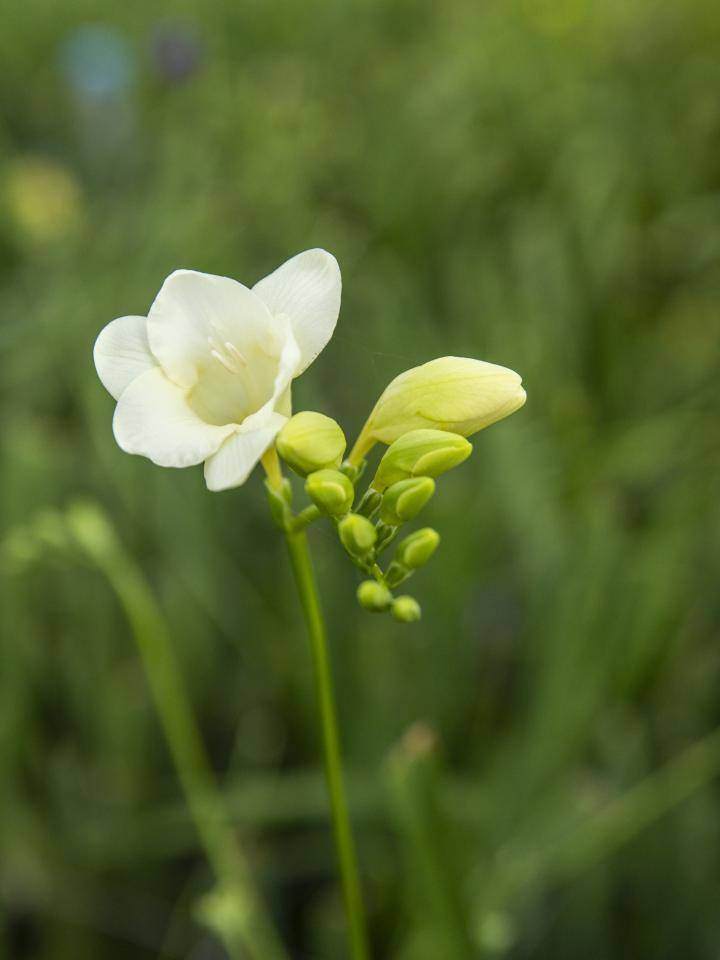 Freesia