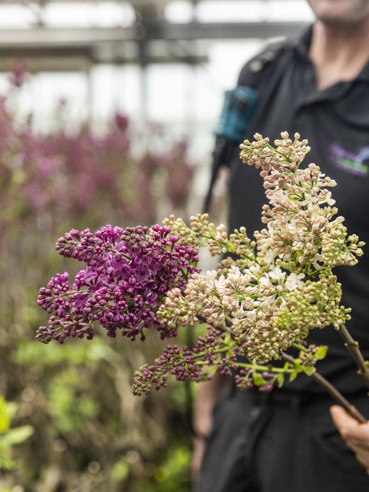 Persoon met twee clusters bloemen, paarse en lichtroze, in een kas of tuin.