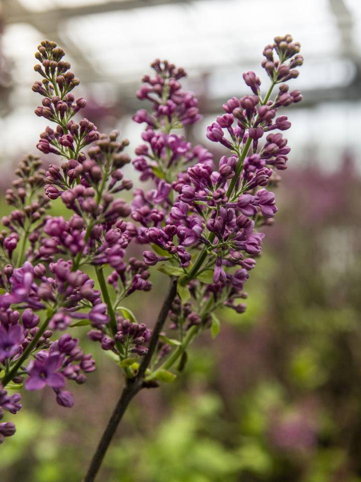 Close-up van paarse bloemen op een tak, onscherpe achtergrond, mogelijk in een kas.