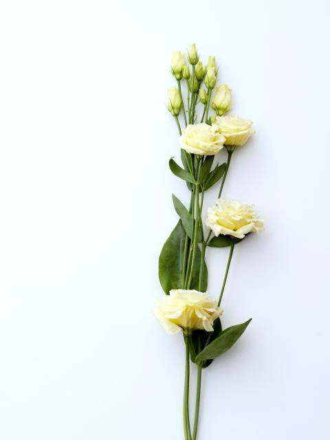 Lisianthus