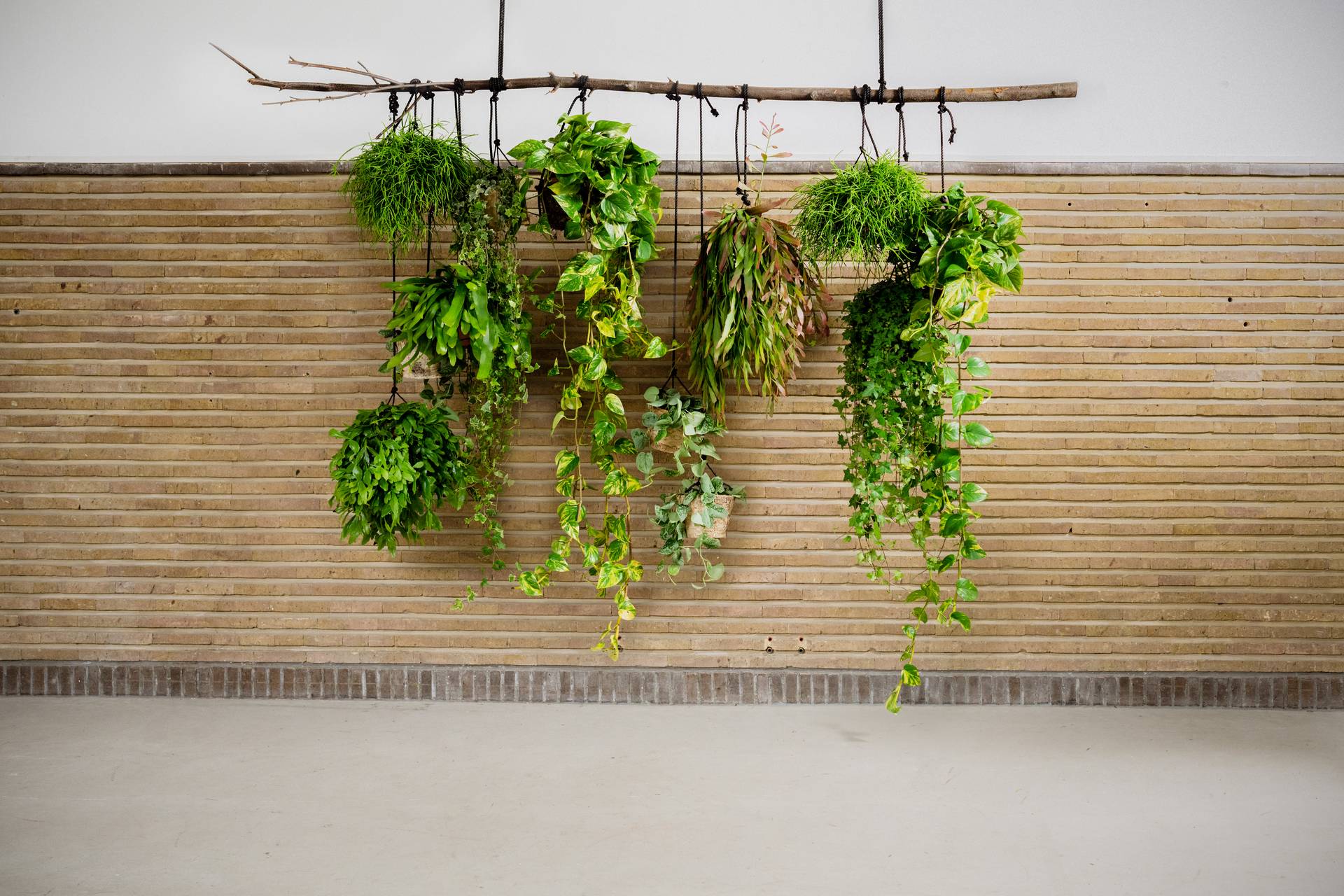 Hangplanten voor binnen