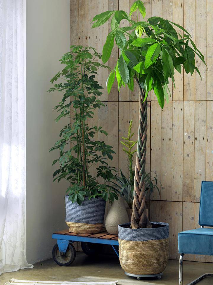 Der Orchideen-Baum - Plants & Flowers Foundation