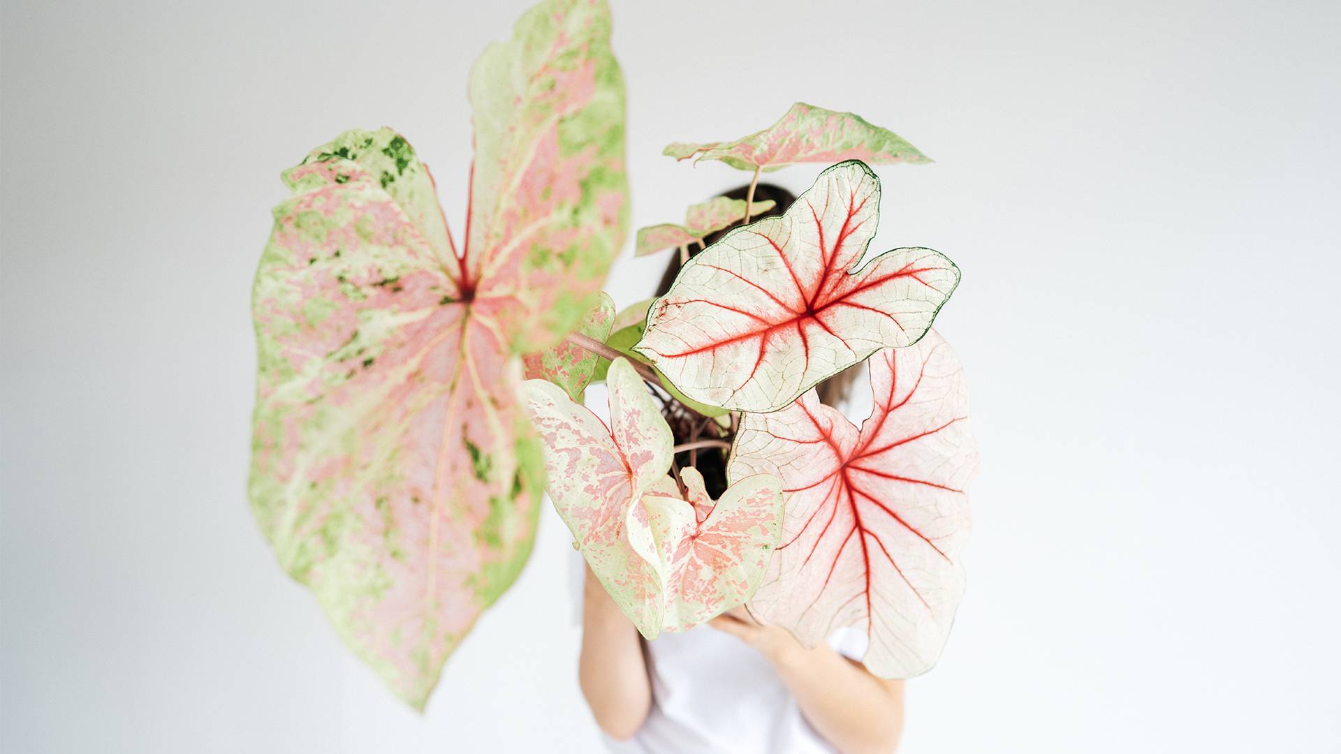 Caladium
