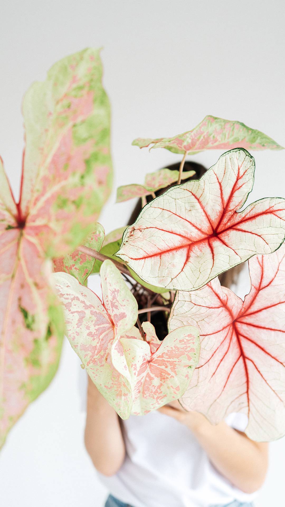 Caladium