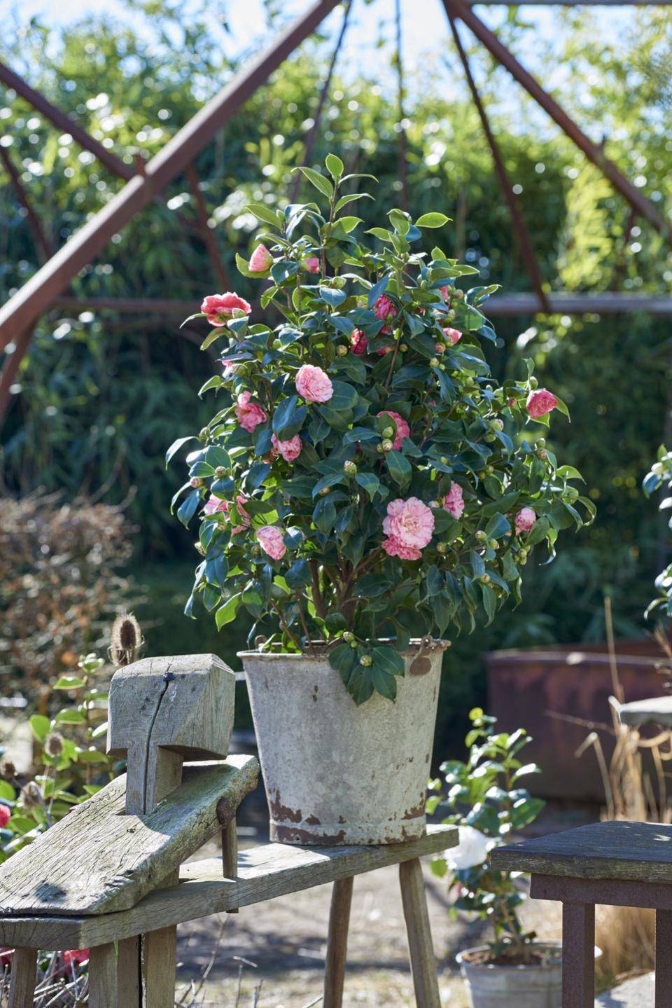 camelia roze bloemen