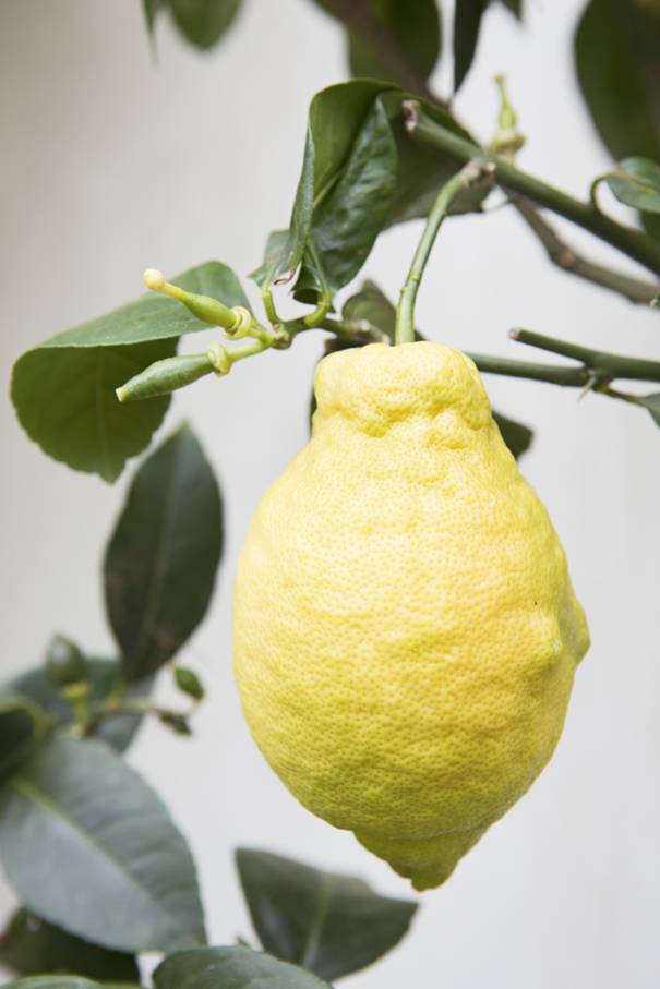Citrus