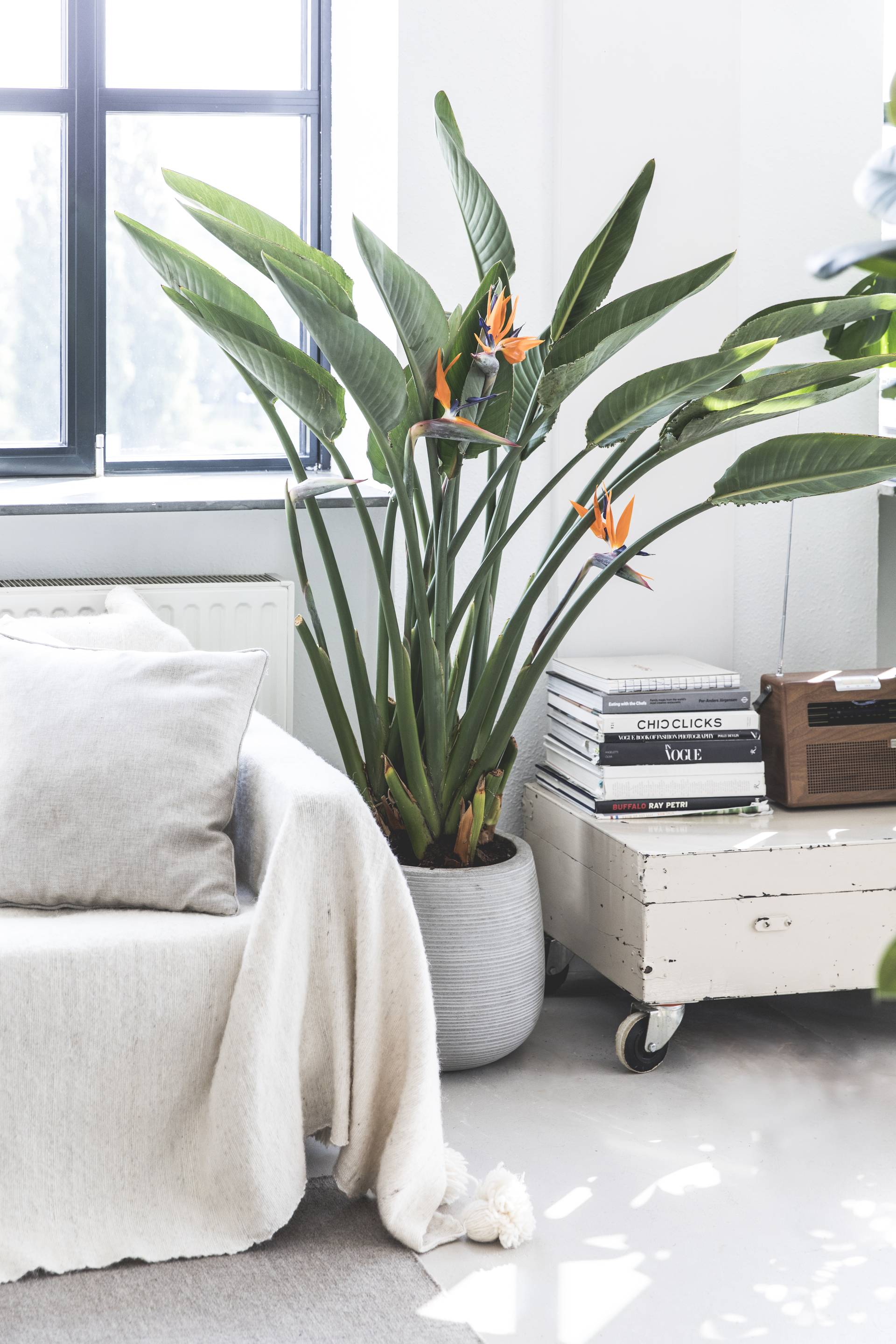 Original wedding gift: plants with a loving meaning - Plants & Flowers ...