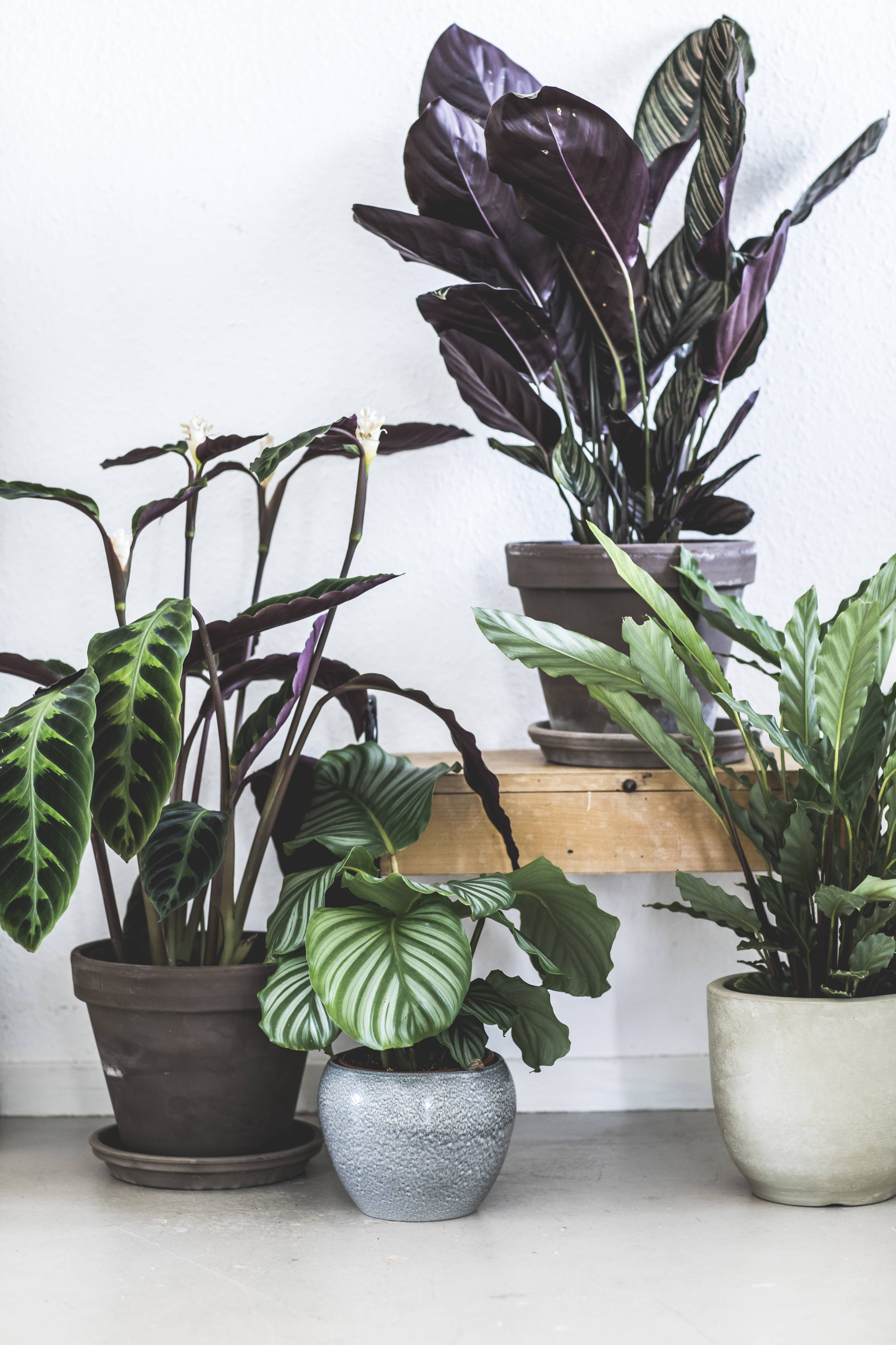 Calathea