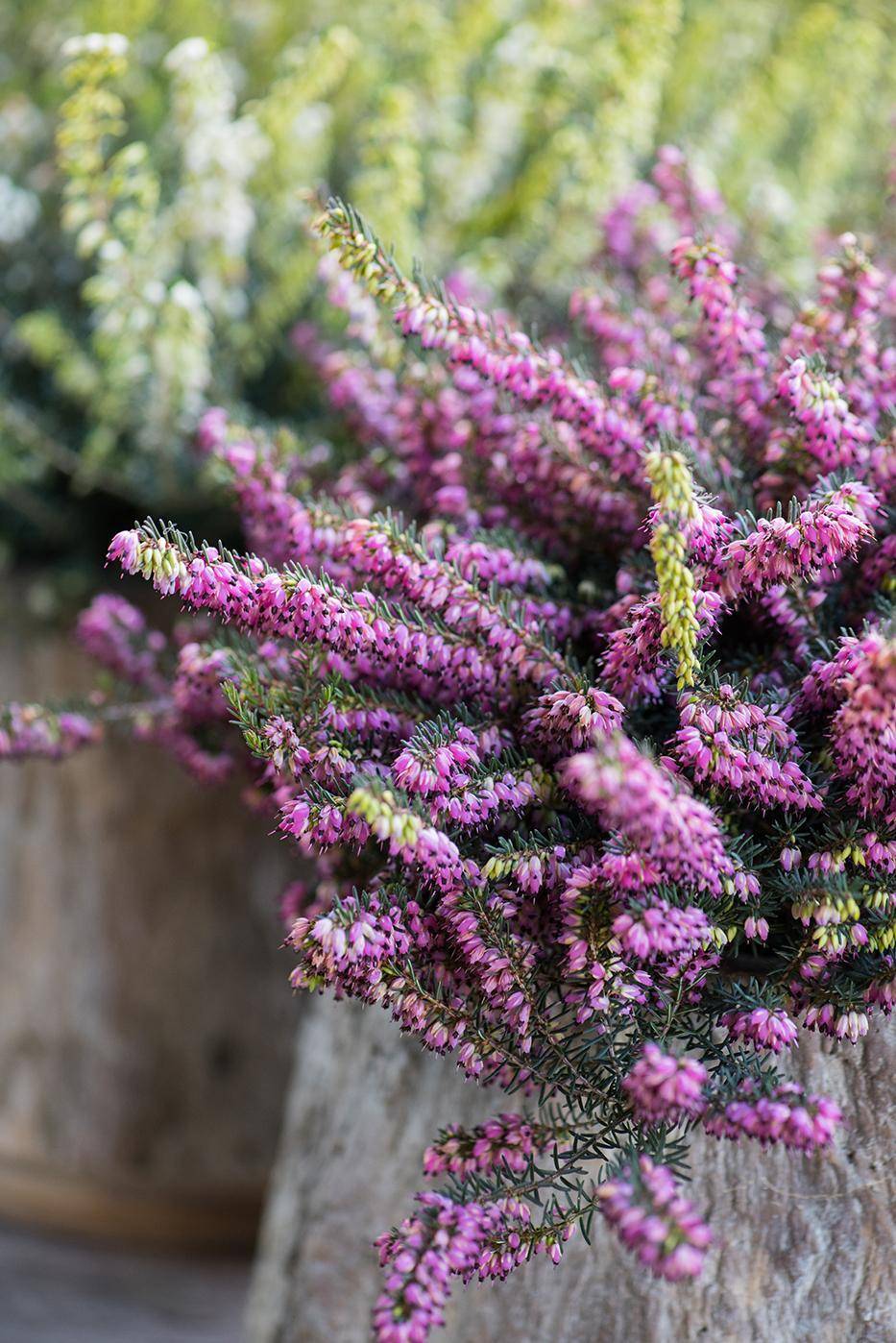 winterheide roze paars