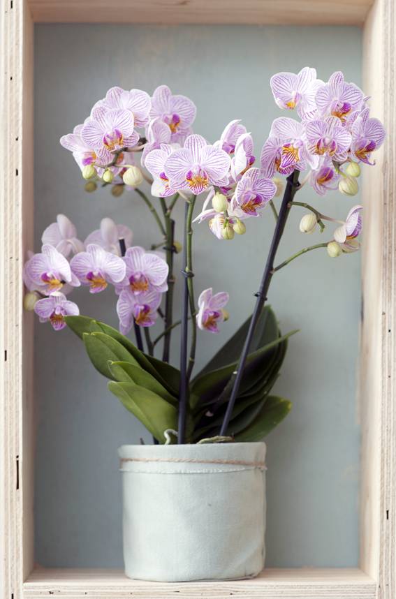 roze vlinderorchidee, phalaenopsis