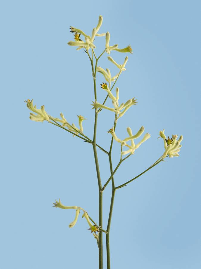 Close up van de Anigozanthos