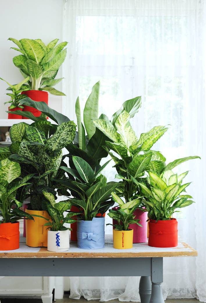 variétés de dieffenbachia