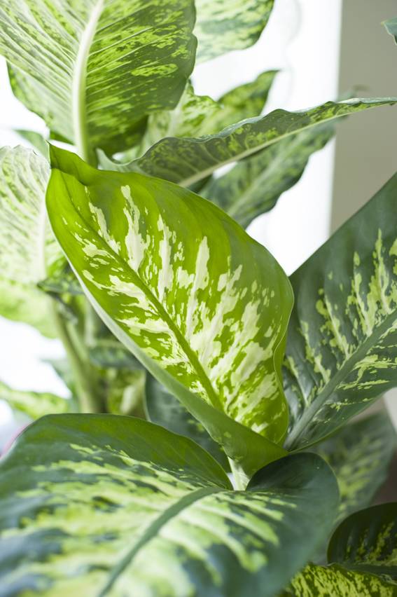 Dieffenbachia - Plants & Flowers Foundation