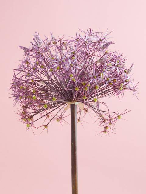 Allium