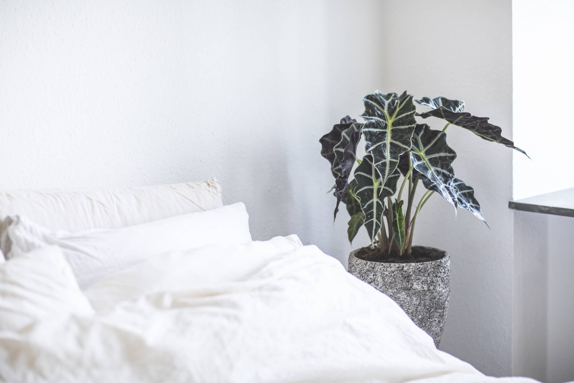 Alocasia (1)