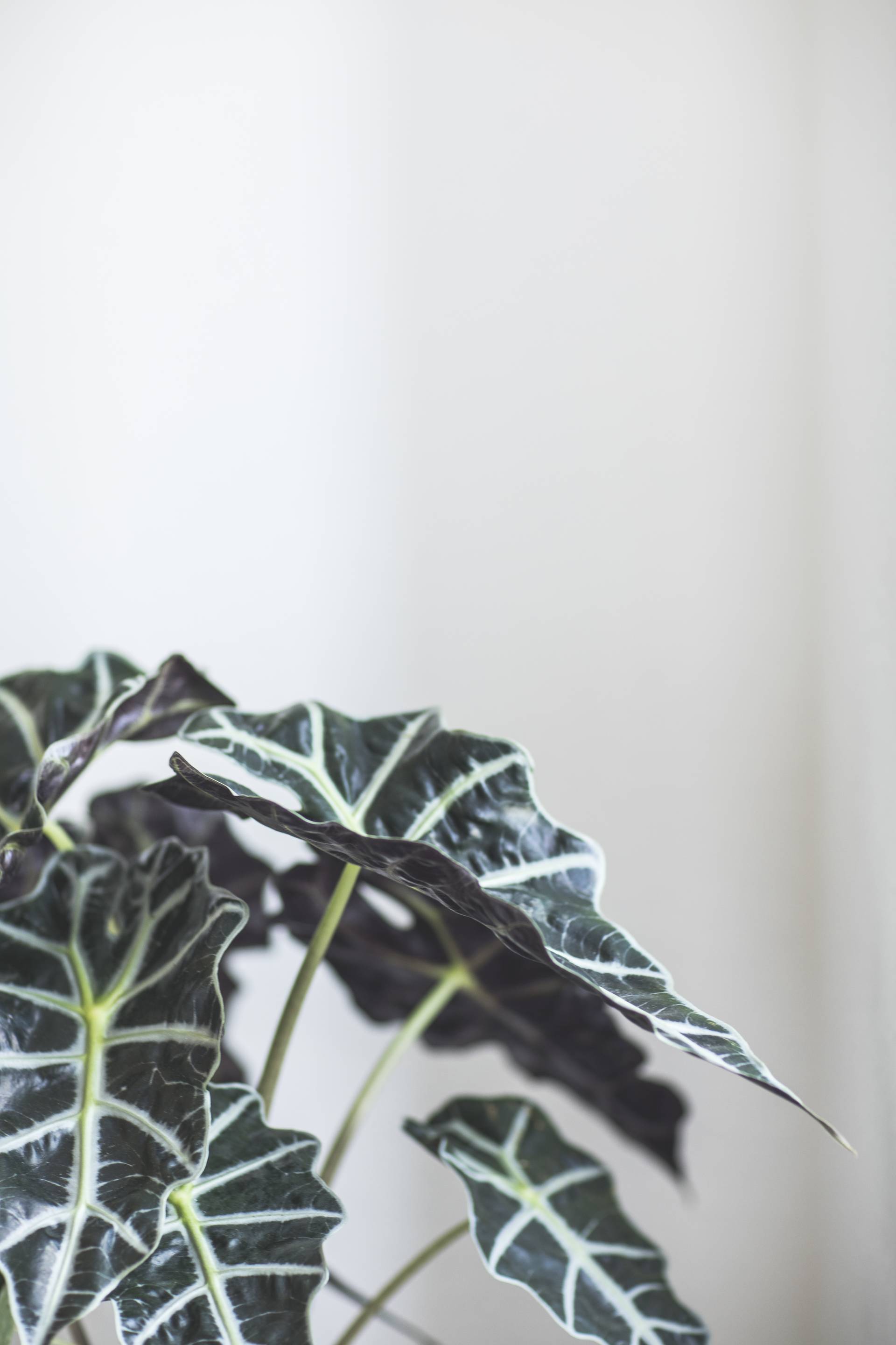 Alocasia (8)