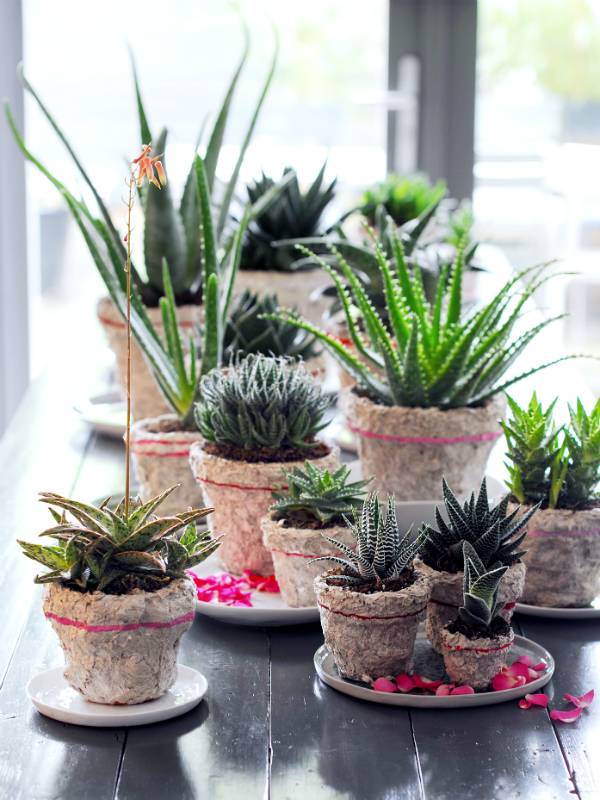 Aloe vera en vetplanten in rustieke potten