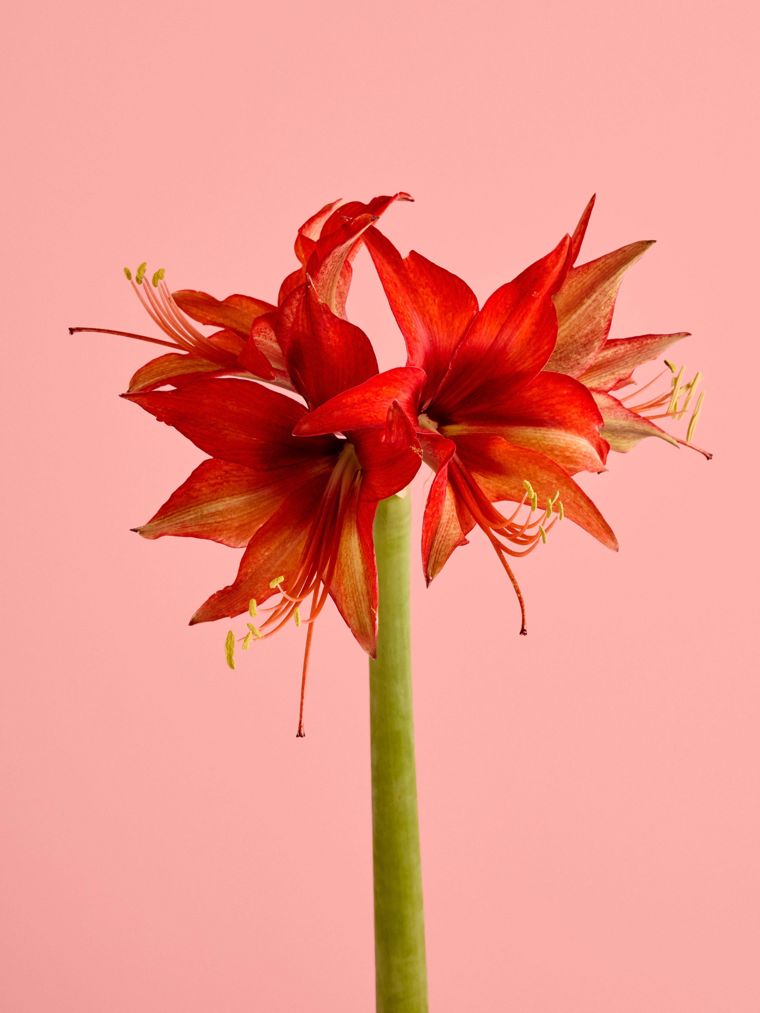 Amaryllis-rood
