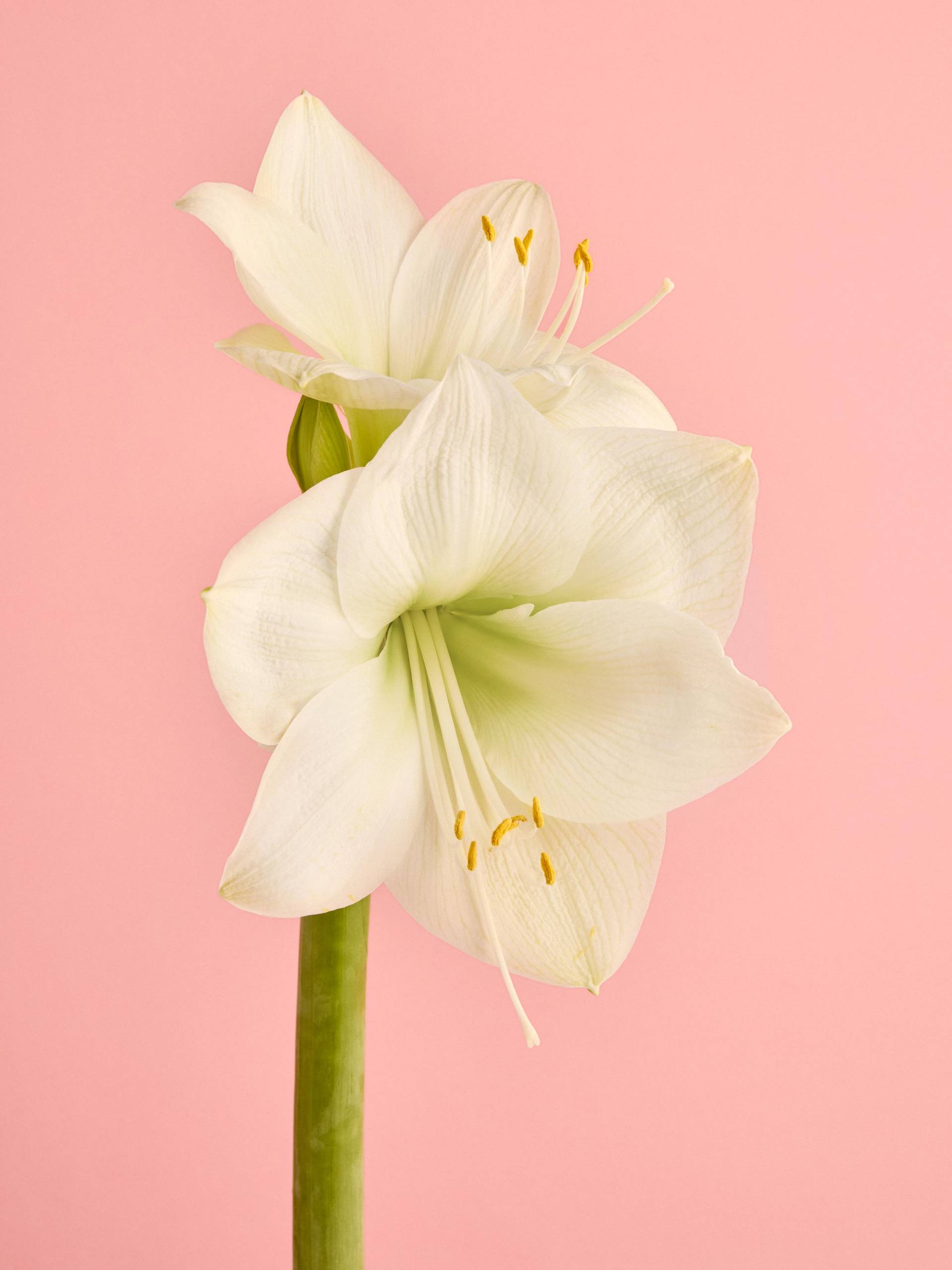 Amaryllis-wit