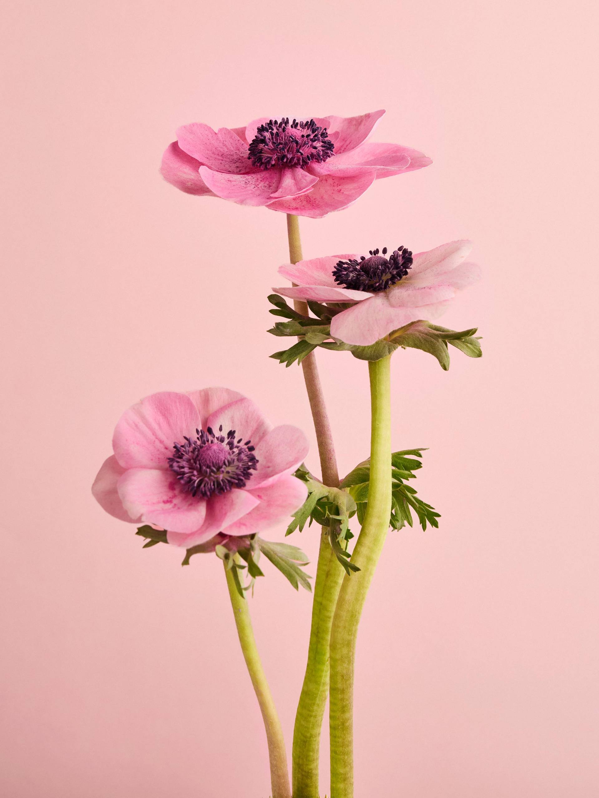 Anemone20251401_Flower Colorguide BBH2827