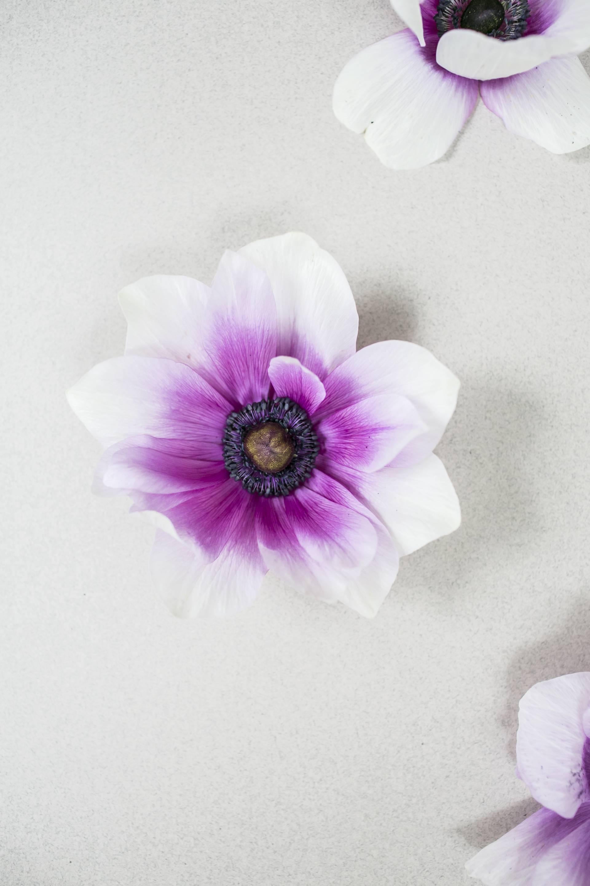 Anemone4.width-1920