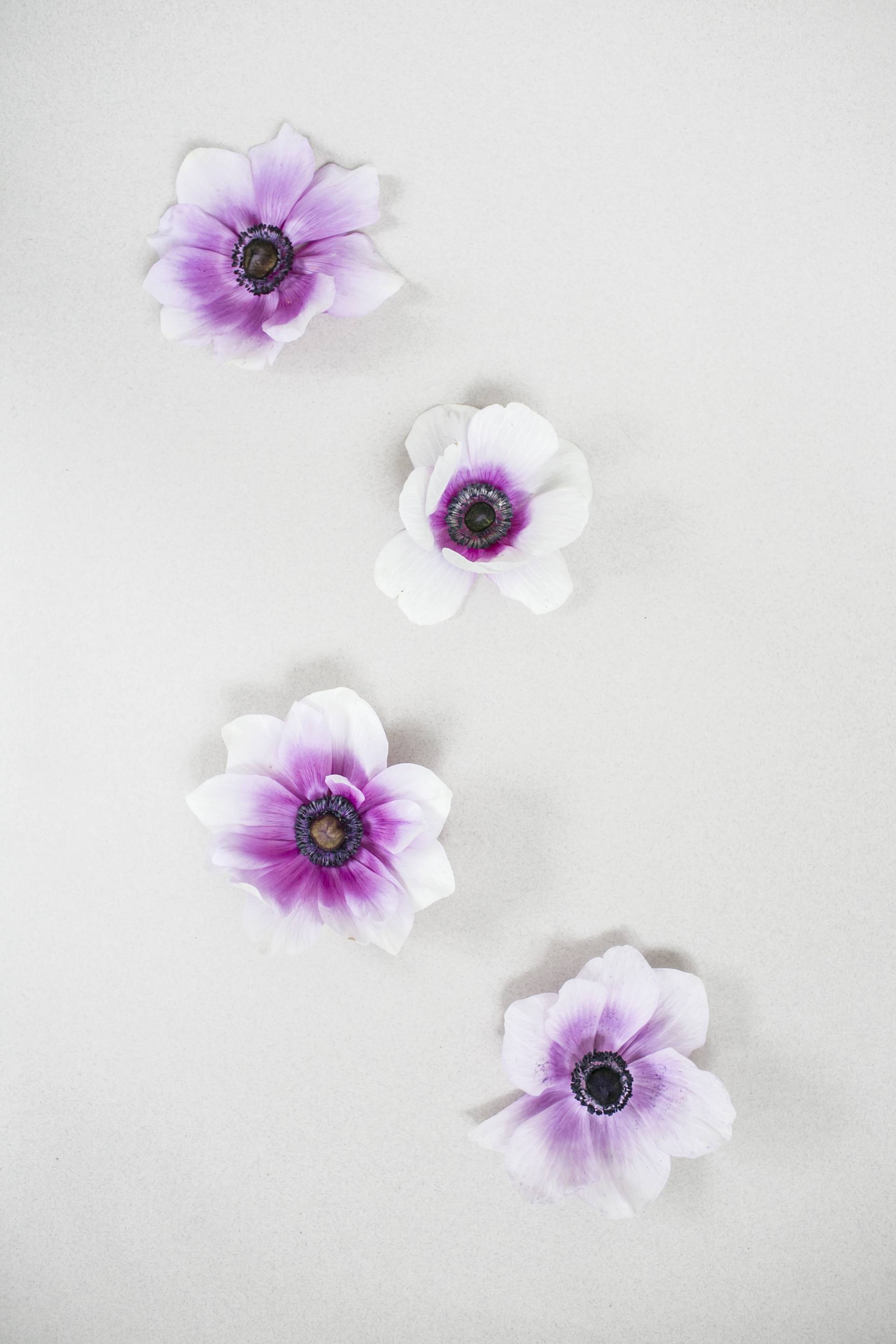 Anemone8