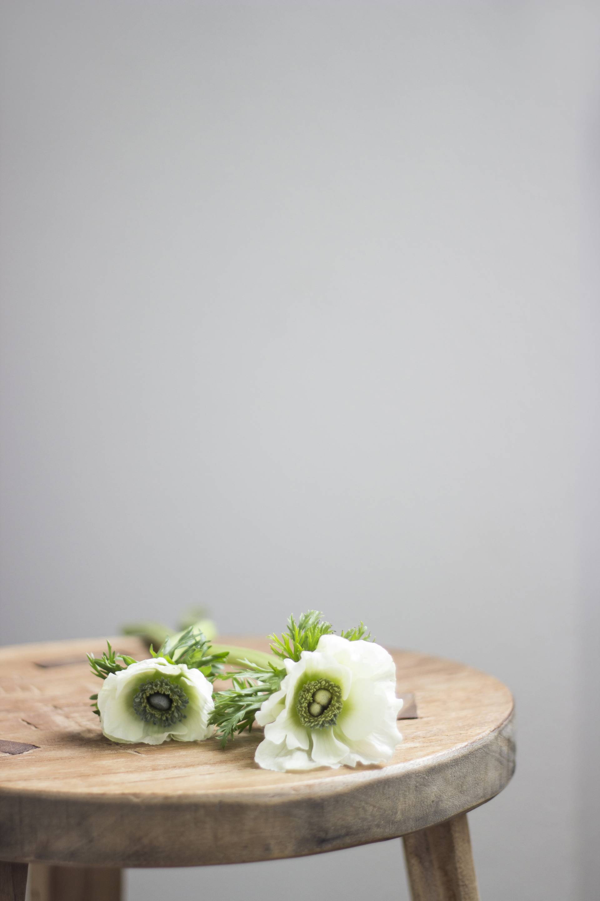 Anemone9(1)