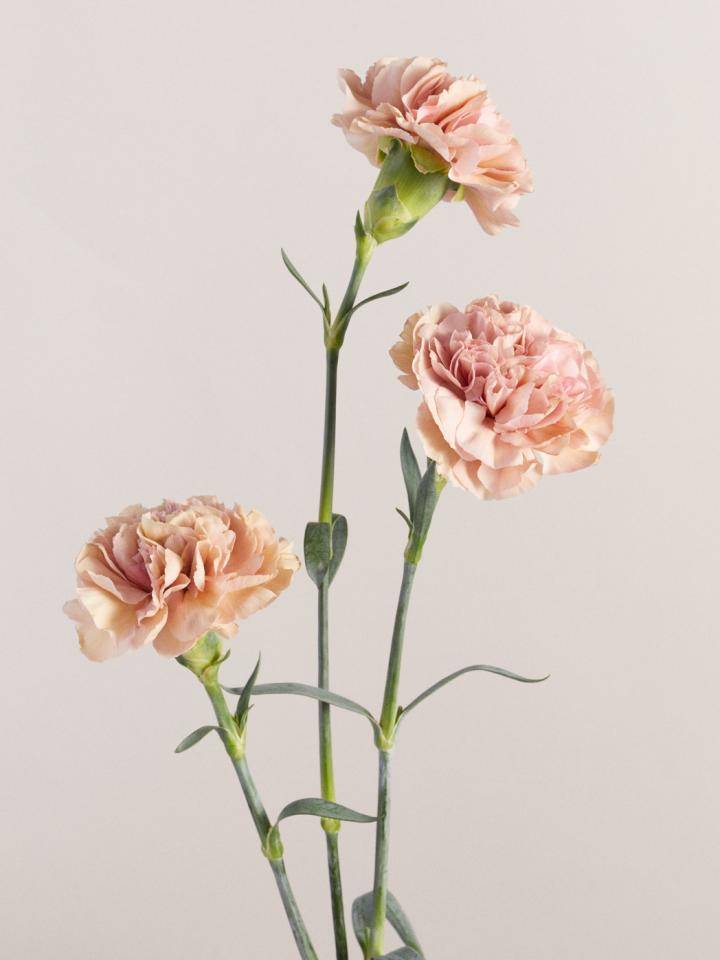 AnjerFlower_Agenda_November_20210041.width-1920