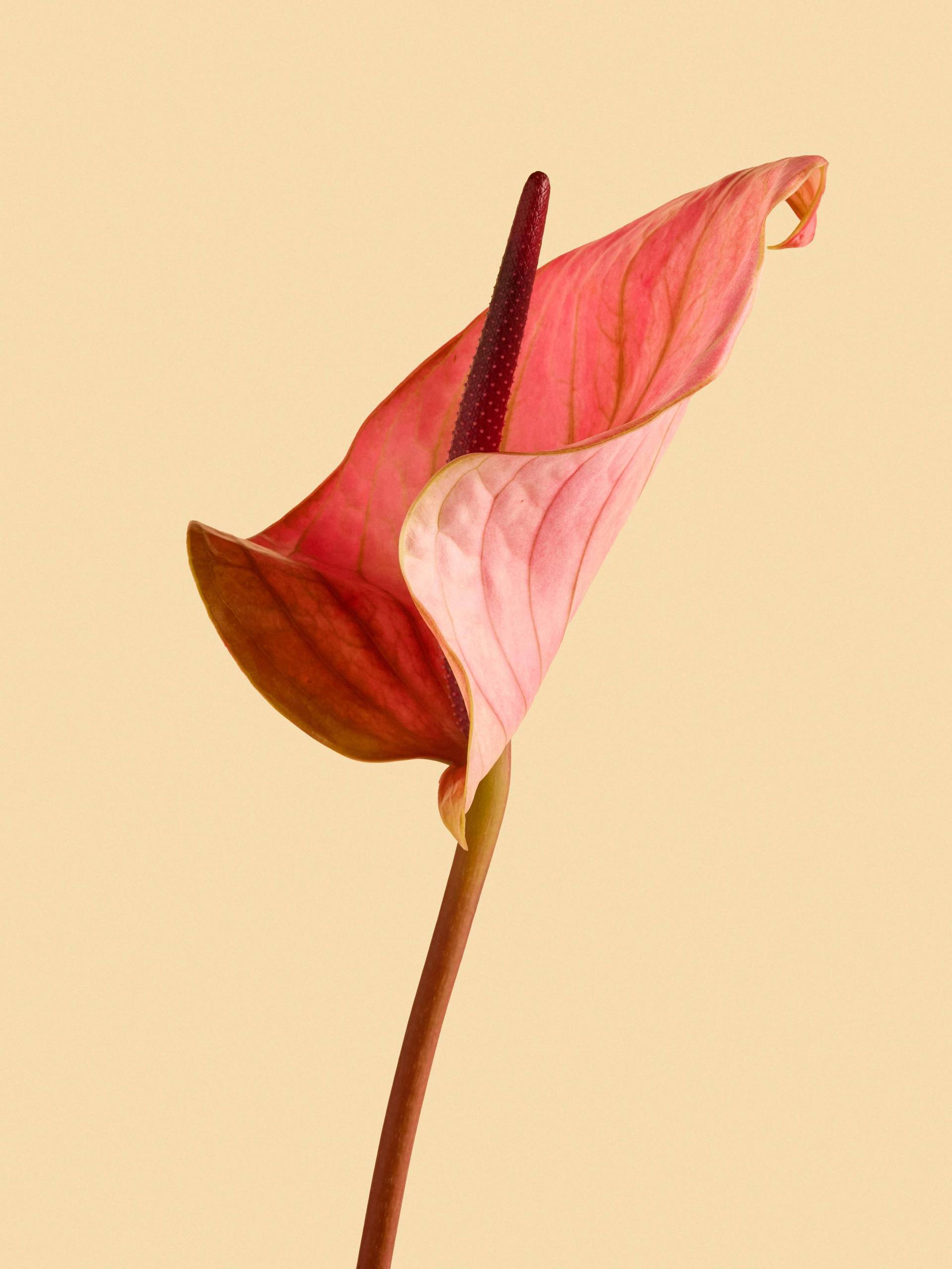 Anthurium-oranje.original