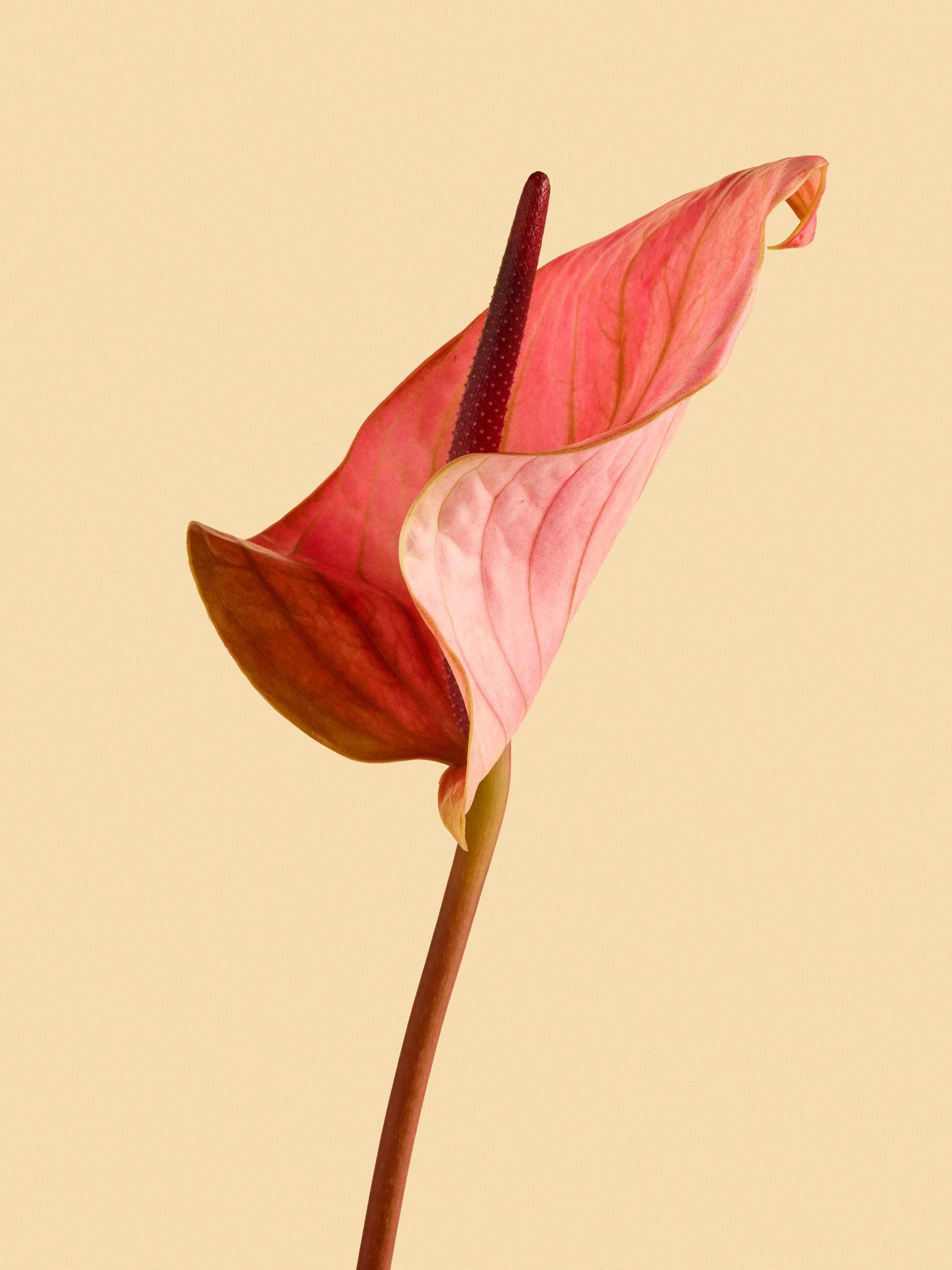 Anthurium-oranje.width-1920