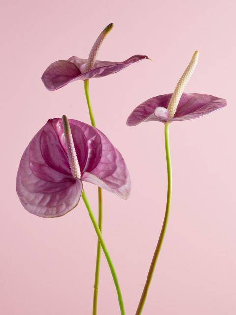 Anthurium