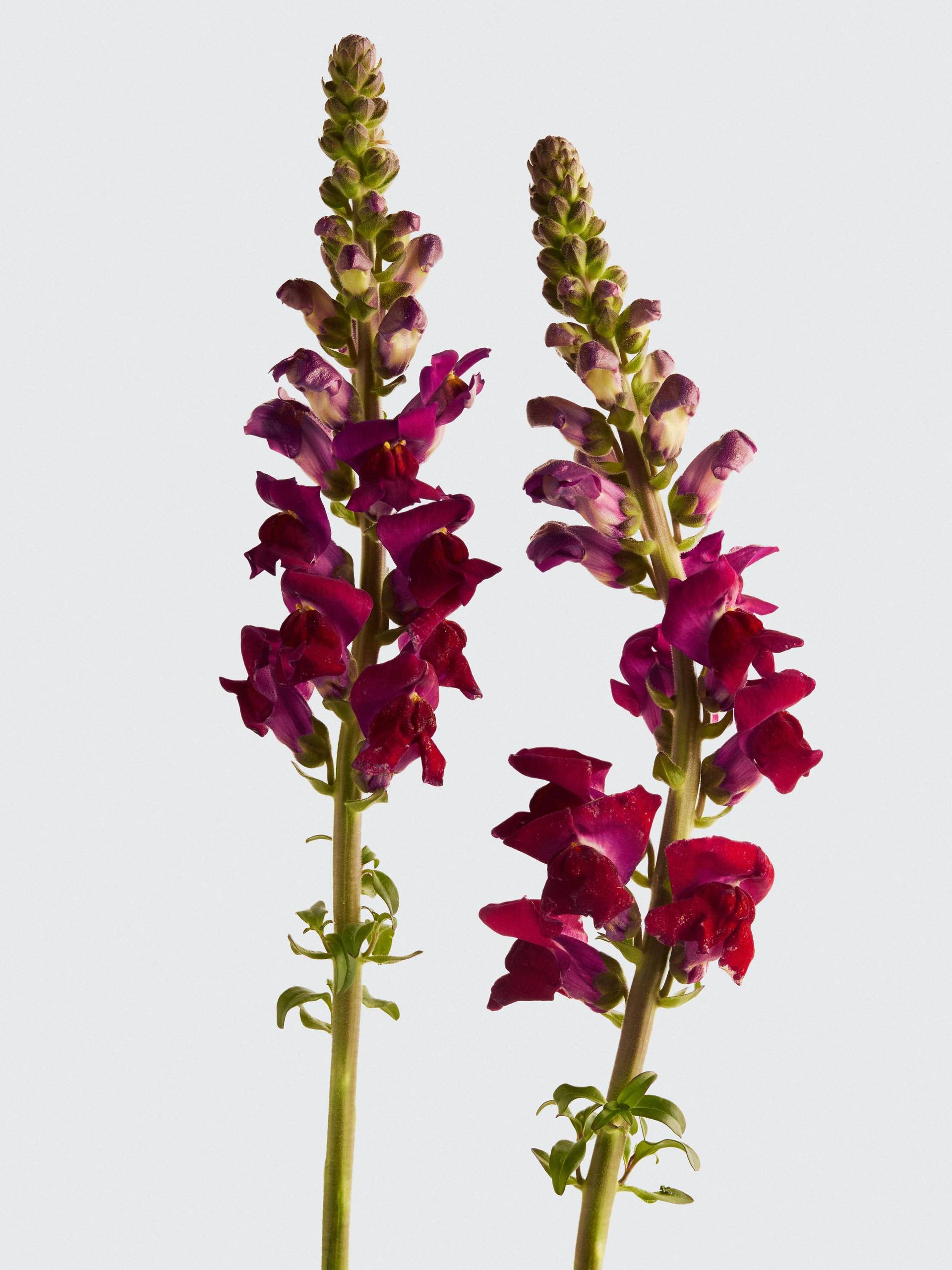 Antirrhinum-rood.original
