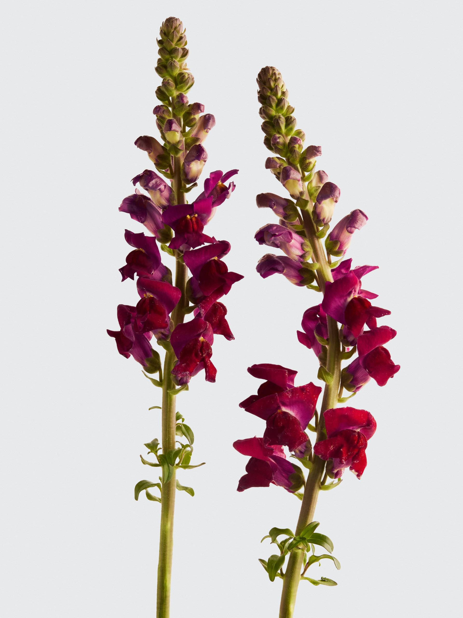 Antirrhinum-rood