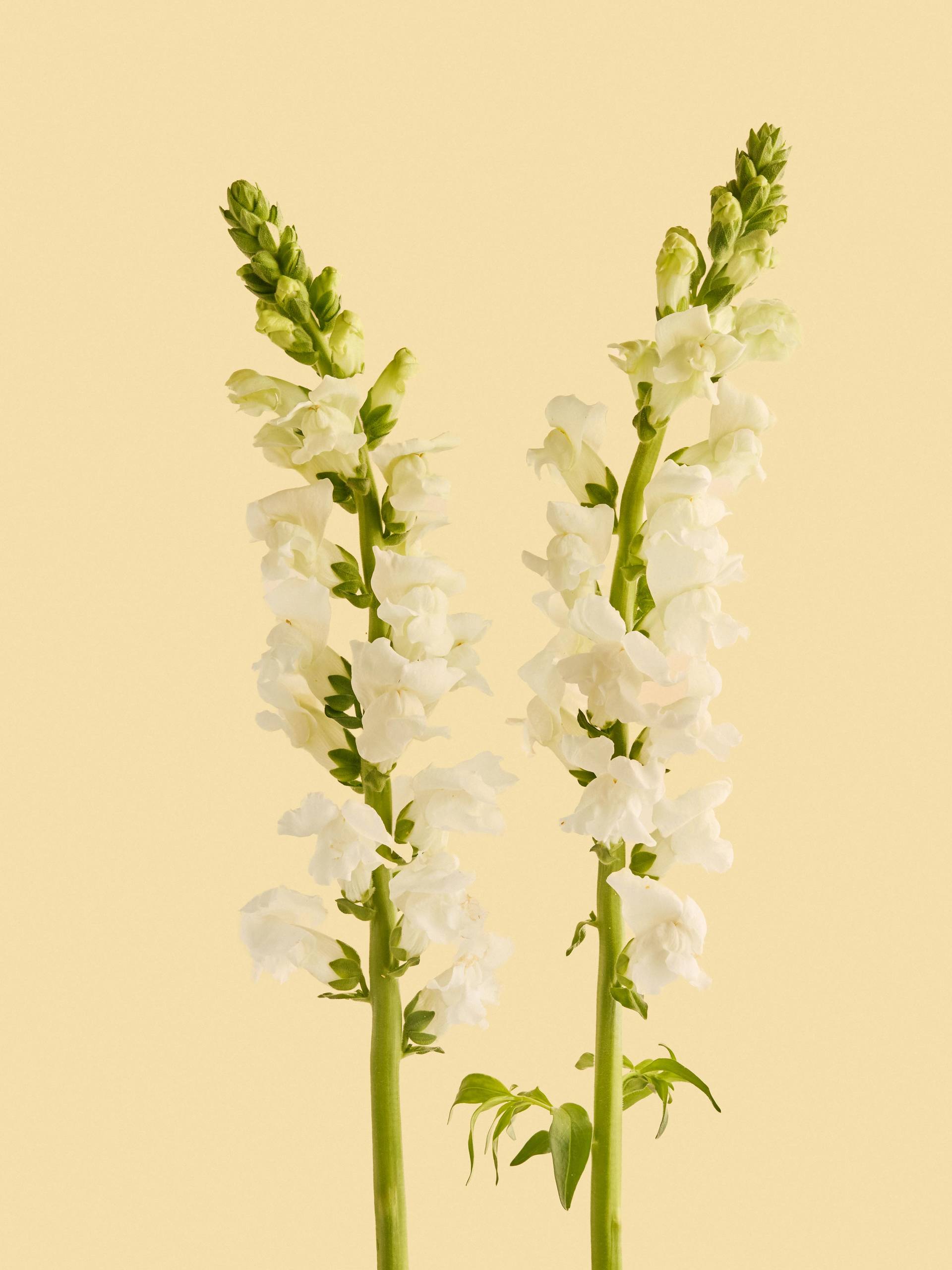 Antirrhinum-wit