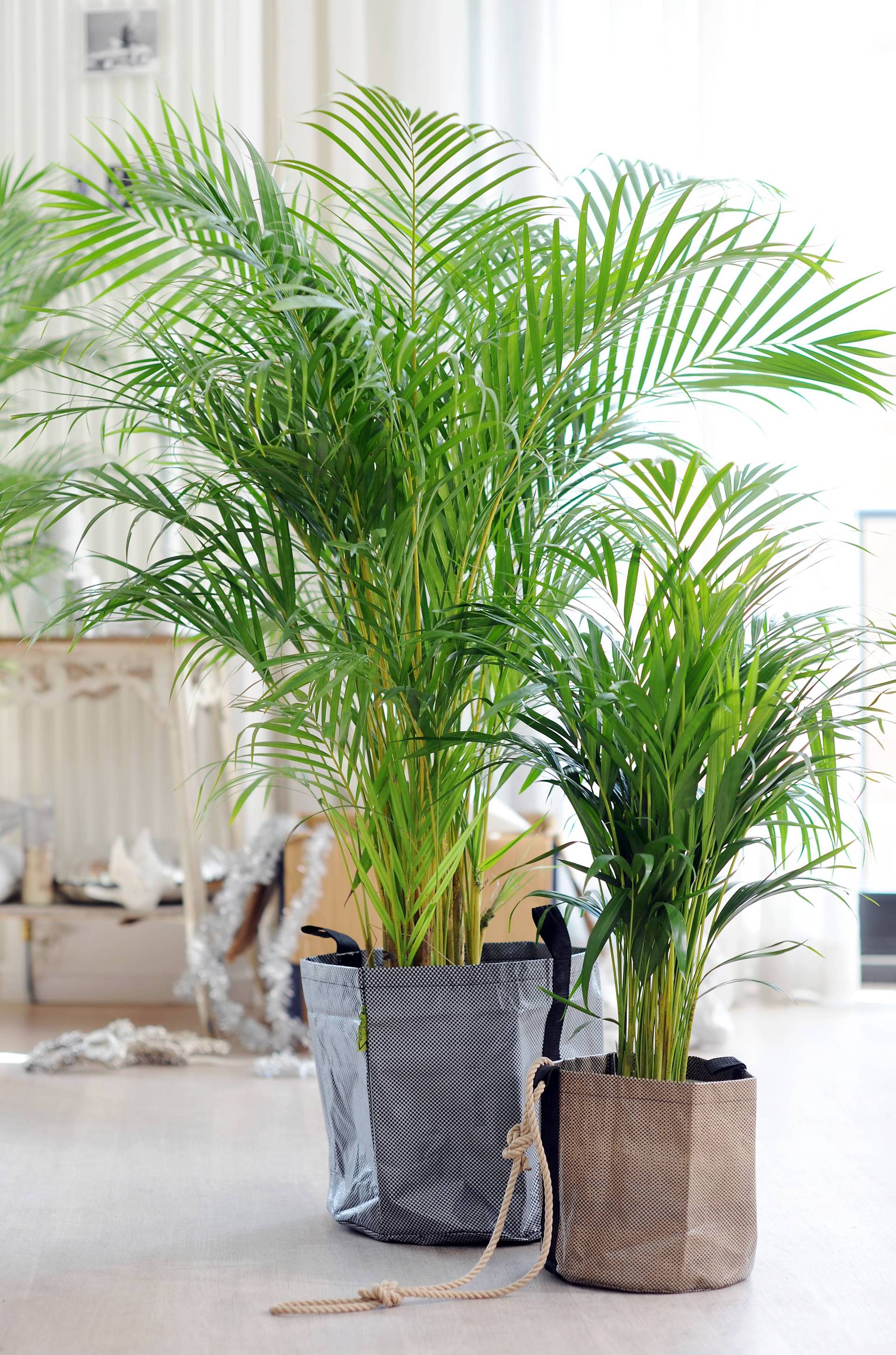 Areca_LSRwNQl.2.original
