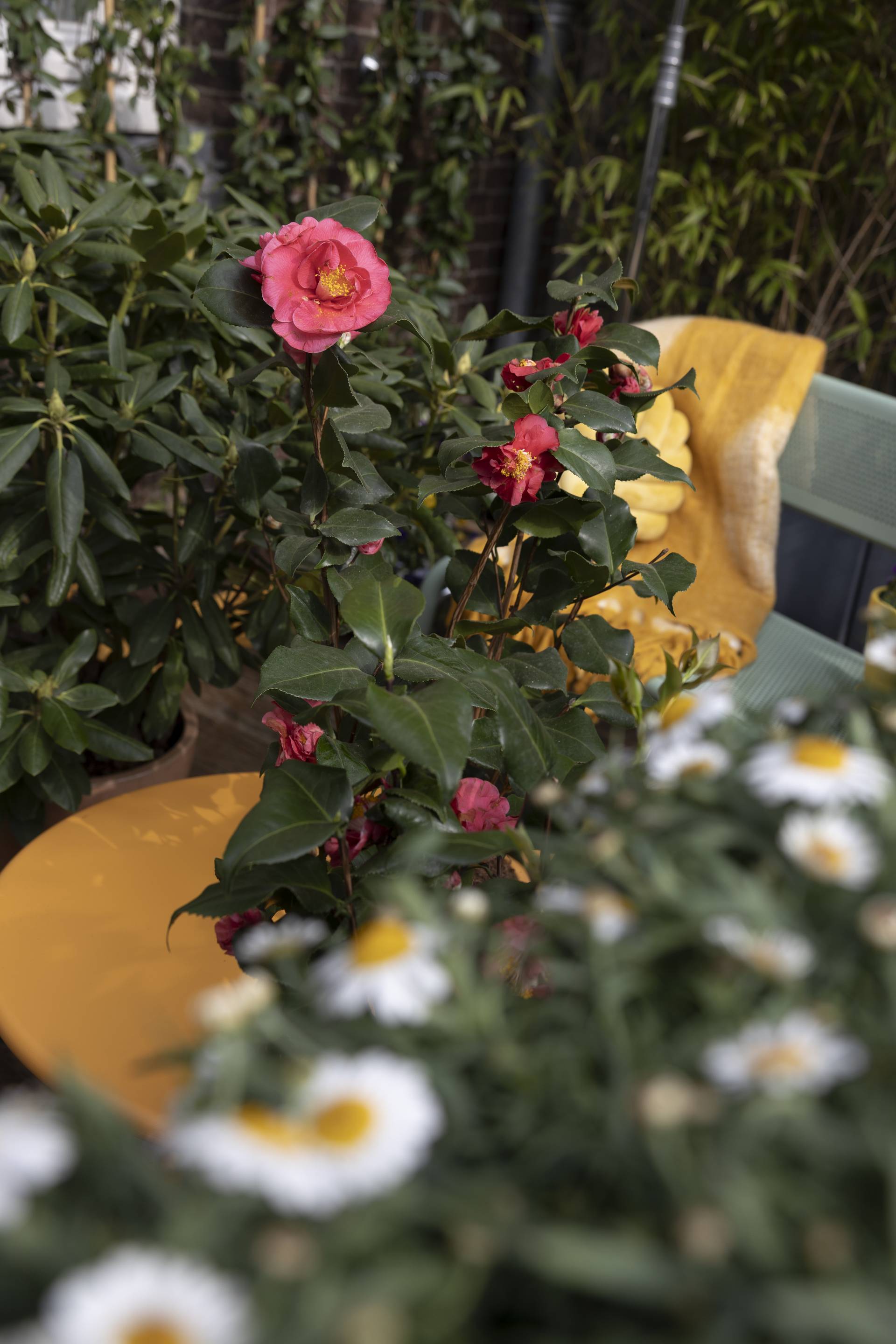 Camellia