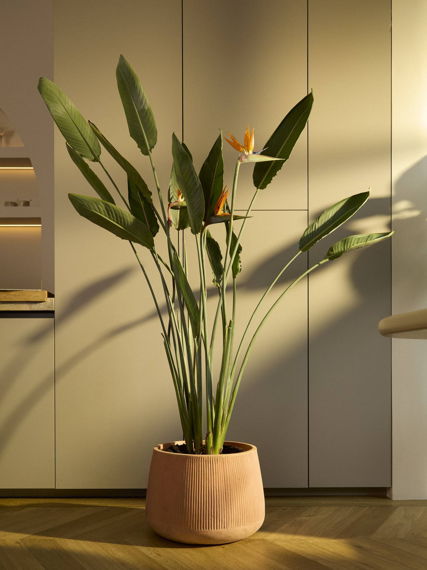strelitzia, tropische kamerplant